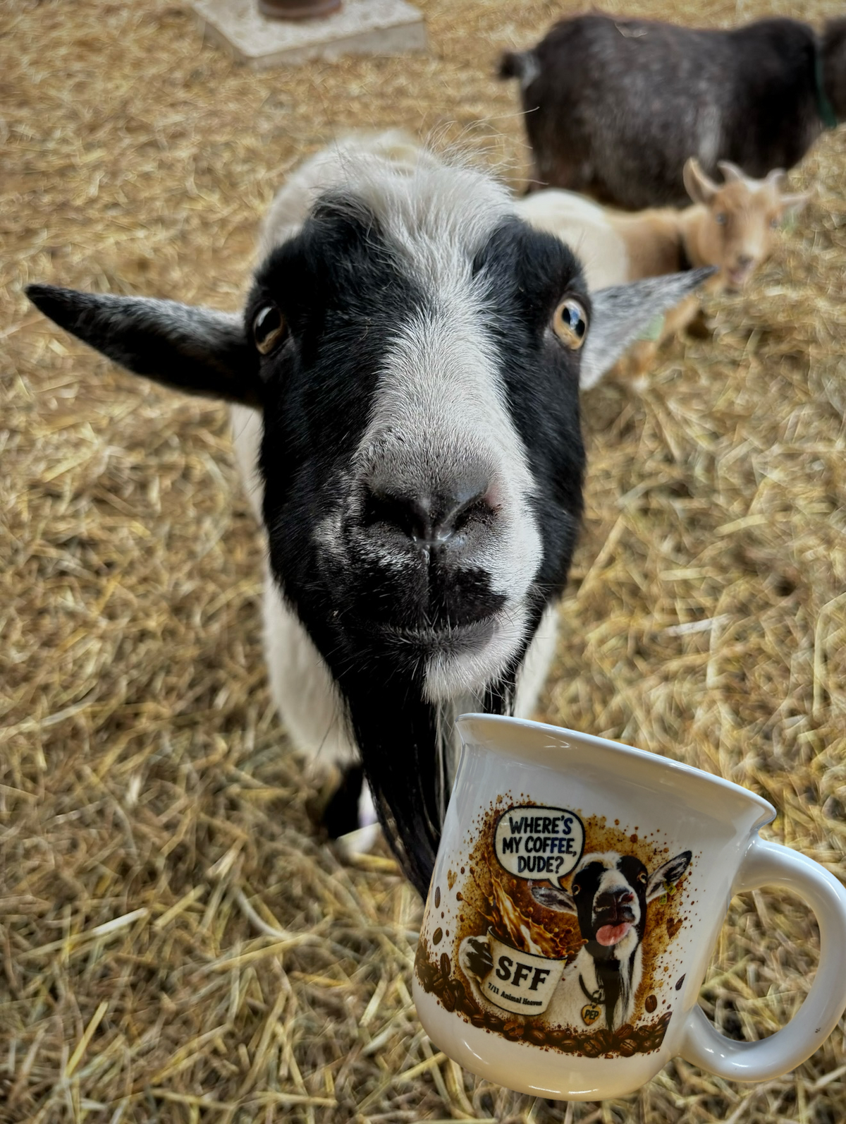 Pep: "Dude Where's My Coffee?" Mug