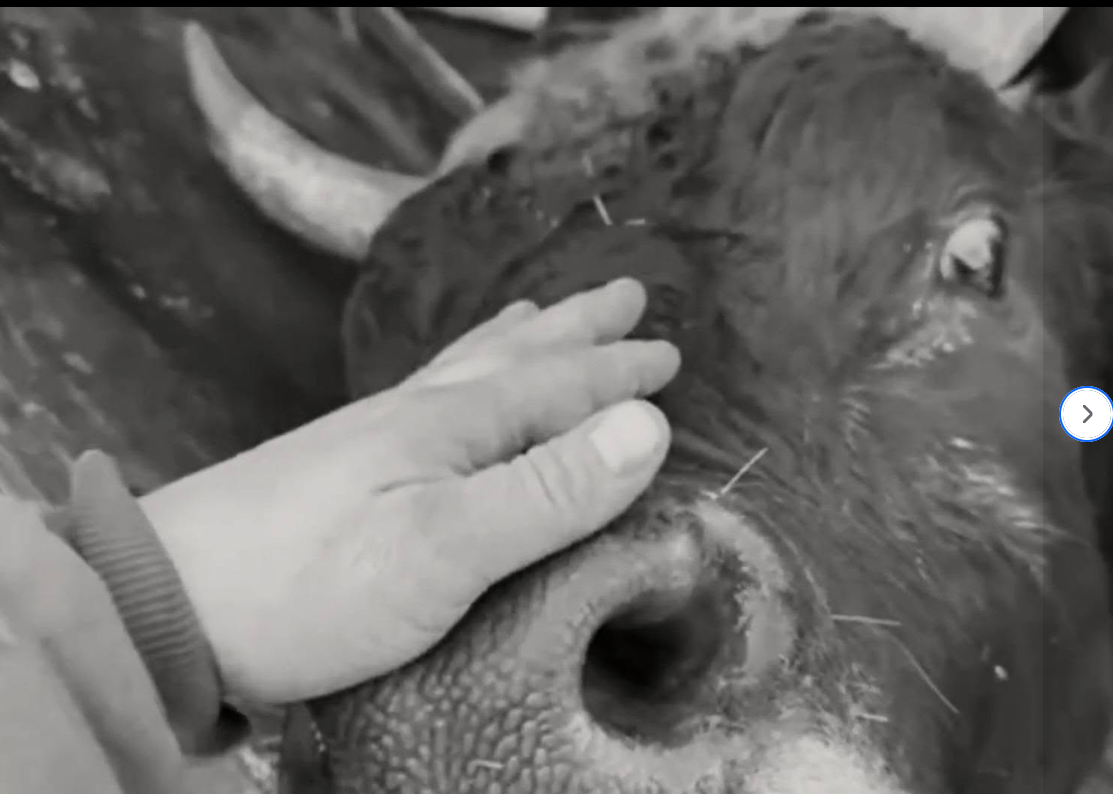 A hand gently strokes a cow between its horns.