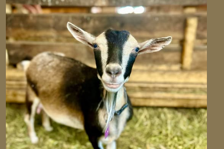 A blue-eyed goat with black-and-cream facial markings in the barn.